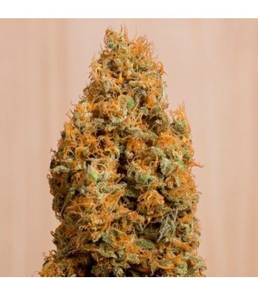Green Crack CBD  10 u. fem. Humboldt