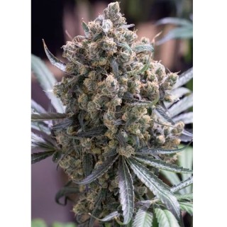 Fast Flowering Green Crack  5 u. fem. Humboldt