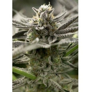 Fast Flowering OGKZ  5 u. fem. Humboldt