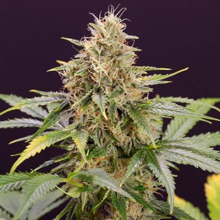 Auto Chocolate Mint OG  5 u. fem. Humboldt