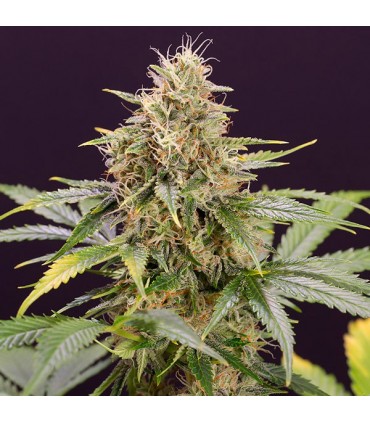 Auto Chocolate Mint OG  5 u. fem. Humboldt