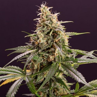 Auto Chem-Bomb  5 u. fem. Humboldt
