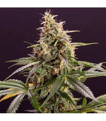 Auto Chem-Bomb  5 u. fem. Humboldt