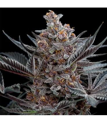 Forbidden Dream fem. Humboldt