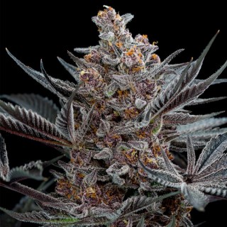 Forbidden Dream  5 u. fem. Humboldt