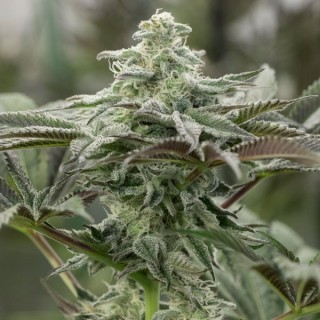 Lemon Citron fem. Humboldt