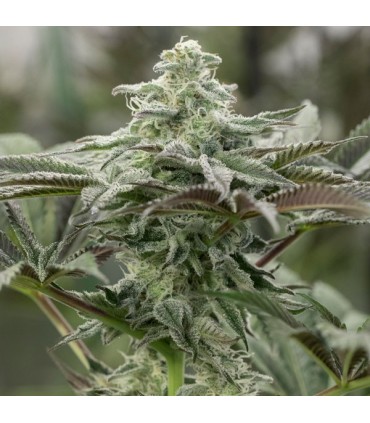 Lemon Citron fem. Humboldt