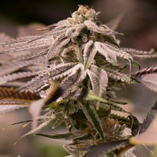 Passion Fruit Punch  5 u. fem. Humboldt