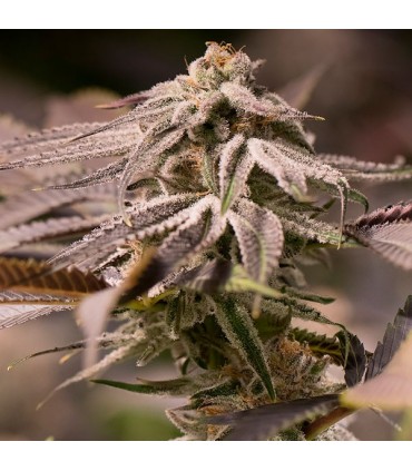 Passion Fruit Punch  5 u. fem. Humboldt