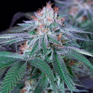 Velvet Octane  5 u. fem. Humboldt