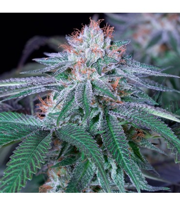 Velvet Octane  5 u. fem. Humboldt