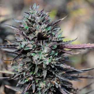 Purple Trainwreck fem. Humboldt