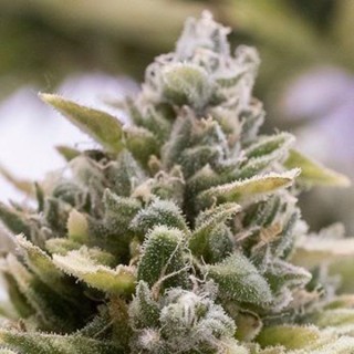 Auto OG Kush fem. Humboldt