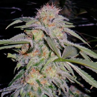 Lost Coast Hashplant fem. Humboldt