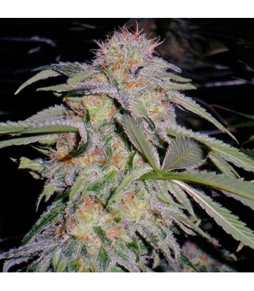 Lost Coast Hashplant fem. Humboldt