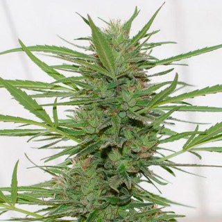 Auto Dedoverde Haze fem. Humboldt