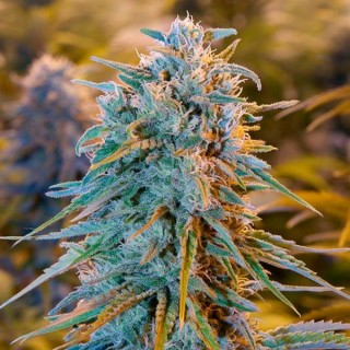 Blue Dream fem. Humboldt