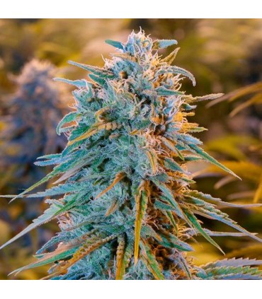 Blue Dream fem. Humboldt