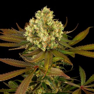 Sour Blueberry fem. Humboldt