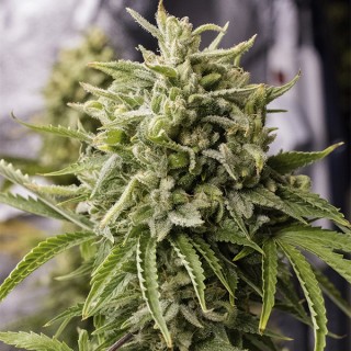 Auto Bubba Kush  5 u. fem. Humboldt