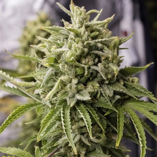 Auto Bubba Kush 10 u. fem. Humboldt