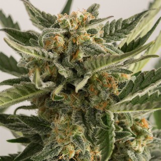 Auto Lost Coast Skunk  5 u. fem. Humboldt