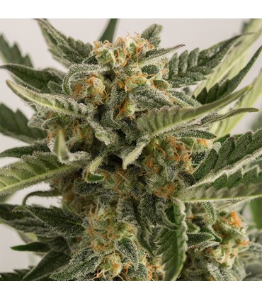 Auto Lost Coast Skunk  5 u. fem. Humboldt