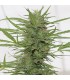 Auto Dedoverde haze  5 u. fem. Humboldt