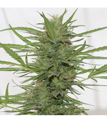 Auto Dedoverde haze  5 u. fem. Humboldt