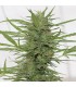 Auto Dedoverde haze 10 u. fem. Humboldt