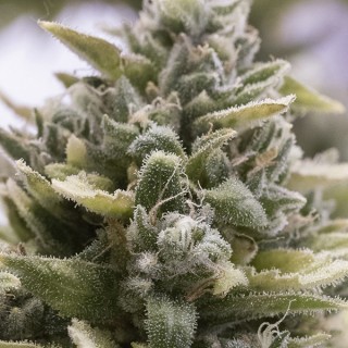 Auto OG Kush  5 u. fem. Humboldt