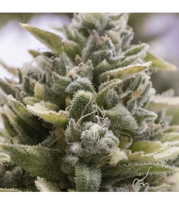 Auto OG Kush  5 u. fem. Humboldt