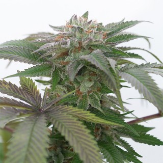 Bubba Kush 2.0  5 u. fem. Humboldt