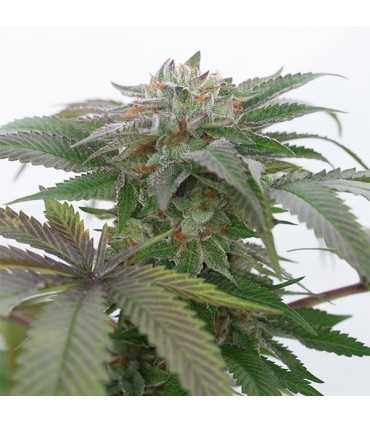 Bubba Kush 2.0  5 u. fem. Humboldt