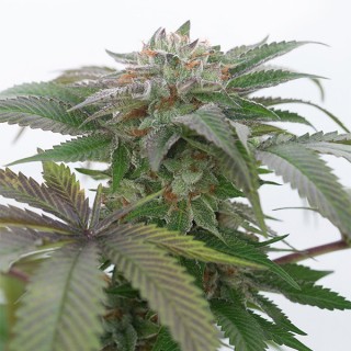 Bubba Kush 2.0 - 10 u. fem. Humboldt