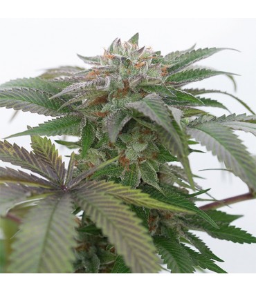 Bubba Kush 2.0 - 10 u. fem. Humboldt