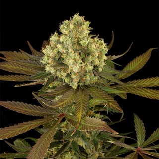 Sour Blueberry  5 u. fem. Humboldt