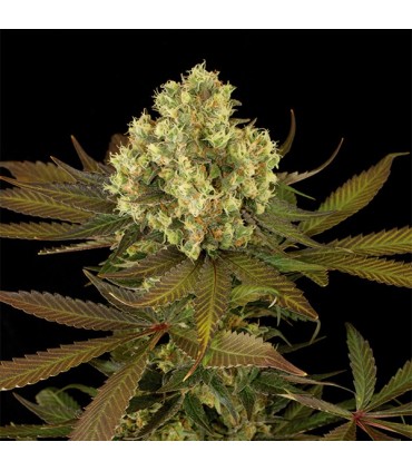 Sour Blueberry  5 u. fem. Humboldt