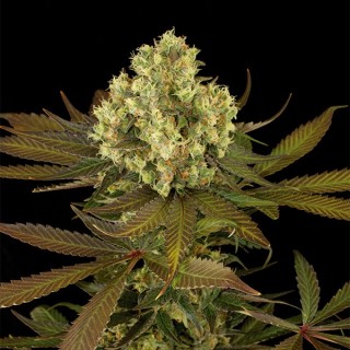 Sour Blueberry 10 u. fem. Humboldt