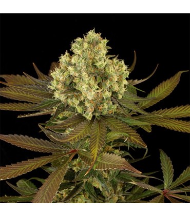 Sour Blueberry 10 u. fem. Humboldt