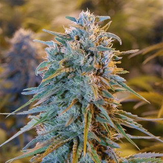 Blue Dream 10 u. fem. Humboldt