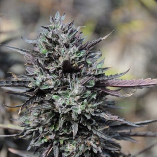 Purple Trainwreck  5 u. fem. Humboldt