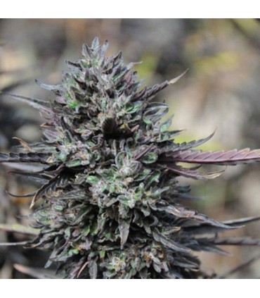 Purple Trainwreck  5 u. fem. Humboldt