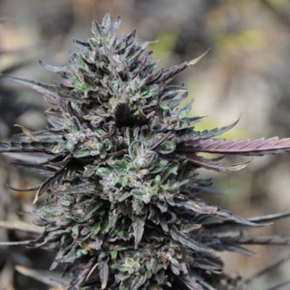 Purple Trainwreck 10 u. fem. Humboldt