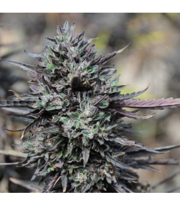 Purple Trainwreck 10 u. fem. Humboldt