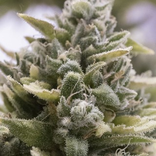 Auto OG Kush 10 u. fem. Humboldt