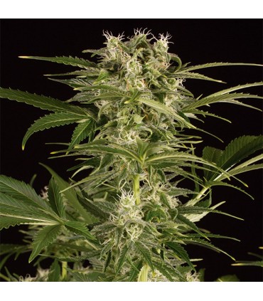 Auto Lemon Juice Express 10 u. fem. Humboldt