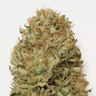 Auto Blue Dream fem. Humboldt