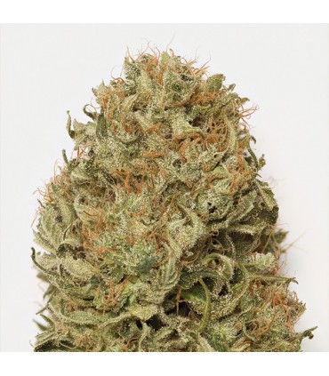 Auto Blue Dream fem. Humboldt