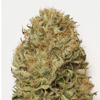 Auto Blue Dream  5 u. fem. Humboldt